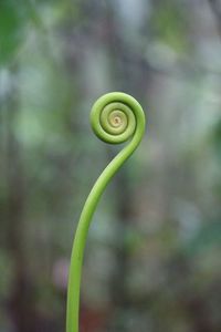 Close-up of green plant growing outdoors