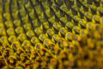 Detail shot of a yellow flower