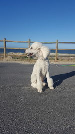 Dog on road against clear blue sky