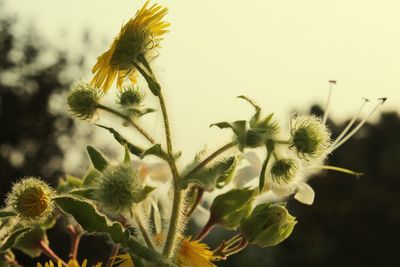 Close-up of flowers blooming outdoors