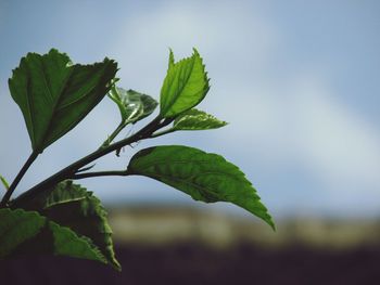 Close-up of fresh green plant against sky