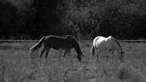 Two horses black and white in a 16x9 black and white