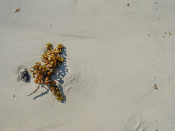 High angle view of lizard on beach