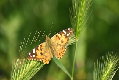 Butterfly on leaf