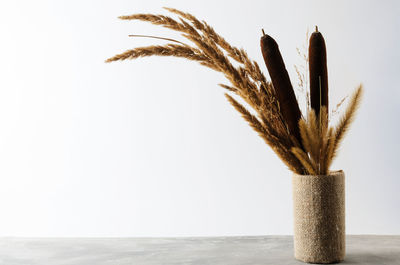 Close-up of dry plant against white background