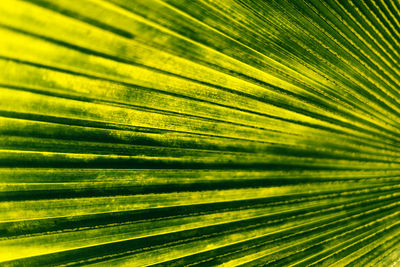 Full frame shot of palm leaf