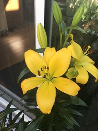 Close-up of yellow flowering plant