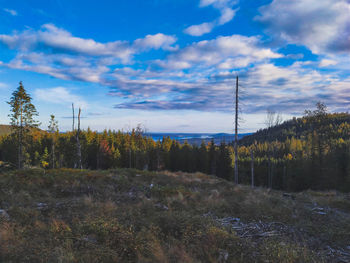 Plants growing on land against sky