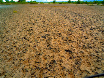 View of corn field