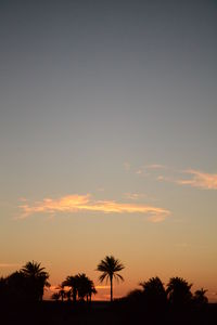 Low angle view of silhouette palm trees against sky