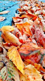 Close-up of autumn leaves