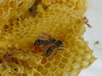 Close-up of honey bee