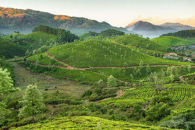 Scenic view of vineyard against mountains