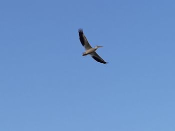 Low angle view of seagull flying in sky