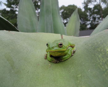 Close-up of frog on leaf