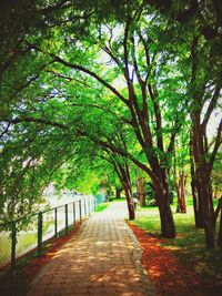 Trees growing in park