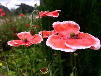 Close-up of red flowers blooming outdoors