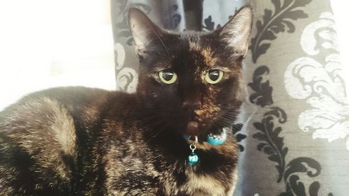 Close-up portrait of cat at home