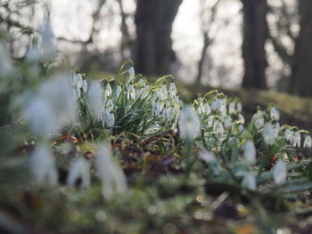 Close-up of snowdrops growing on field