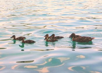 Ducks swimming in lake