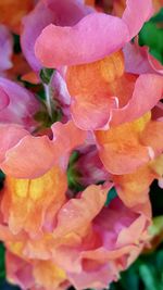 Close-up of pink rose