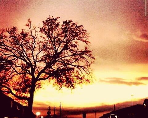 sunset, silhouette, tree, sky, orange color, beauty in nature, cloud - sky, scenics, tranquility, nature, bare tree, tranquil scene, low angle view, dramatic sky, branch, idyllic, dusk, street light, outdoors, cloudy