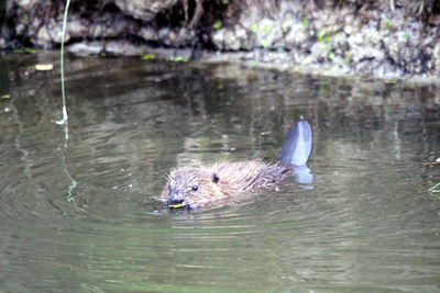 Duck swimming in lake