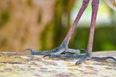 Close-up of lizard on wood