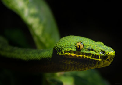 Close-up of green lizard on black background