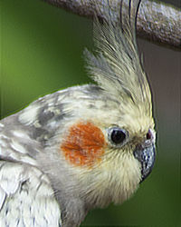 Close-up of a bird