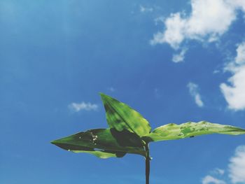 Low angle view of plant against sky