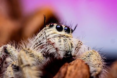 Close-up of spider