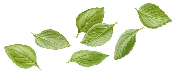 Close-up of leaves against white background