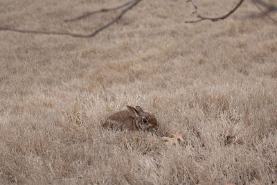 Rabbits are small mammals in the family leonidas of the order lagomorpha