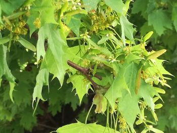 Close-up of insect on leaves