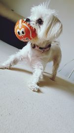 Portrait of dog on floor at home