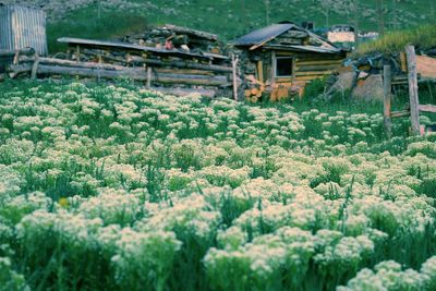 Plants growing on field by building