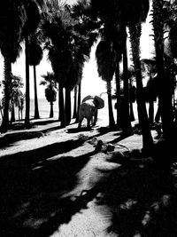 Silhouette of palm trees against sky