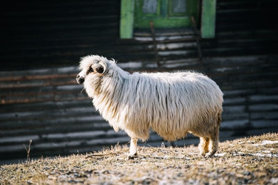 Sheep standing on field