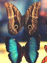 Close-up of butterfly on leaf