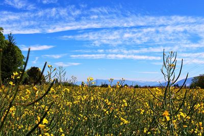 Scenic view of oilseed rape field against sky