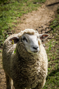 Close-up portrait of an animal on field