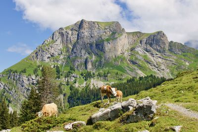 View of sheep on rock