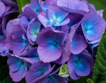 Close-up of purple flowers blooming outdoors