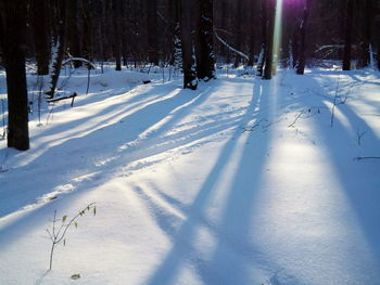 Snow covered trees