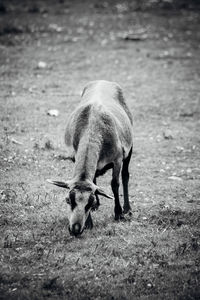 Full length of goat grazing on field