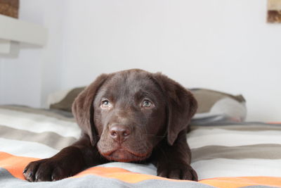 Portrait of puppy relaxing on bed at home