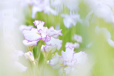 Close-up of purple flowering plant