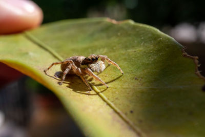 Close-up of spider