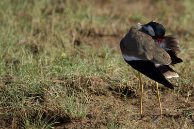 Bird perching on a field